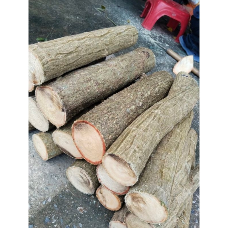 ทองหลางน้ำ ทองหลางกินใบ  ขายท่อนชำขนาดใหญ่1ชุด5ท่อน100บาท(สำหรับปลูก)