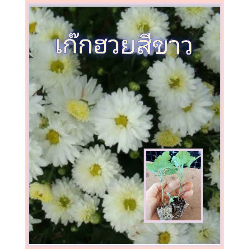 ต้นกล้าดอกเก๊กฮวยสีขาวรากแน่นๆพร้อมปลูก