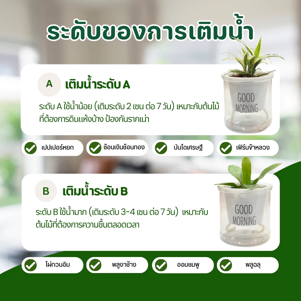 ต้นไม้ ฟอกอากาศ แต่งโต๊ะคอม ไม้มงคล กระถางรดน้ำอัตโนมัติ thumbnail 4