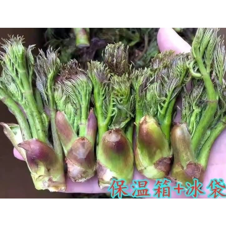 (รับ1ต้น)(แบบล้างราก) ผักหวานป่า ผักหนามเกาหลี 🏡ไม้จีนนำเข้า - รูปที่ 5