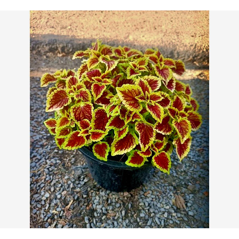 ต้นฤาษีผสม (กระถาง 8นิ้ว) ไม้ประดับ ใบสีจะเปลี่ยนตามสภาพอากาศ ใบสวย ต้นแข็งแรง รากแน่น พร้อมปลูก