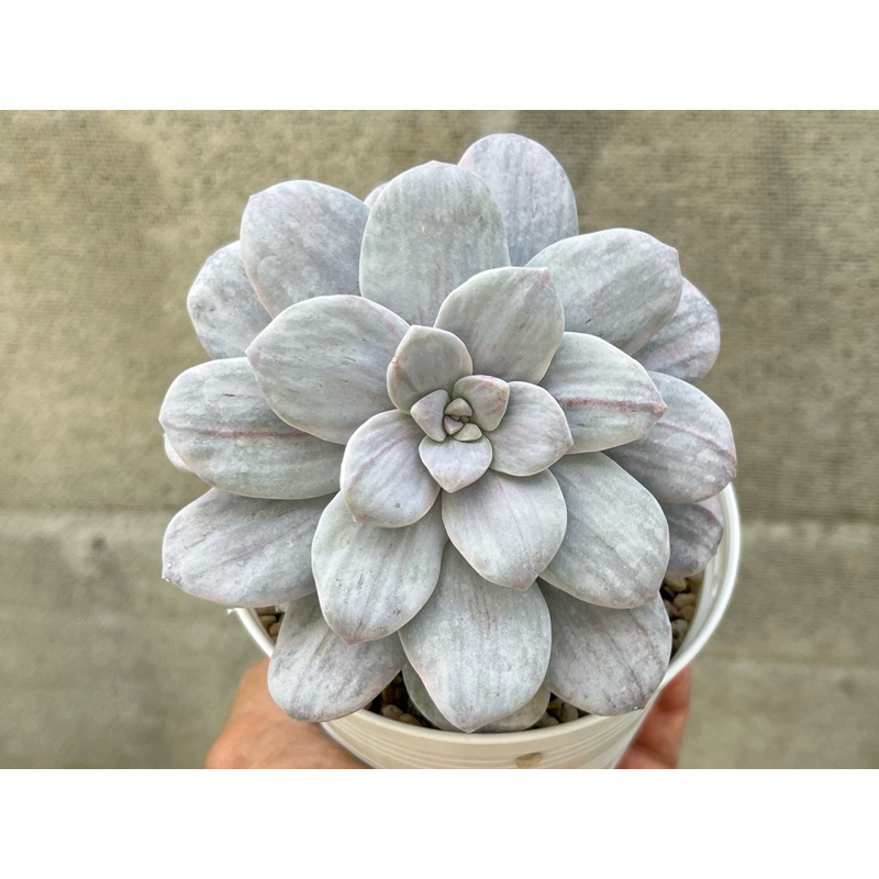 Graptopetalum Silverbum กุหลาบหินไม้อวบน้ำขนาดกระถาง 4 นิ้ว