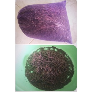 เอ.เอฟ.ขนาดคละไซส์ตัวเล็กบรรจุ0.5 ก.ก.สำหรับเลี้ยงขยายพันธุ์…