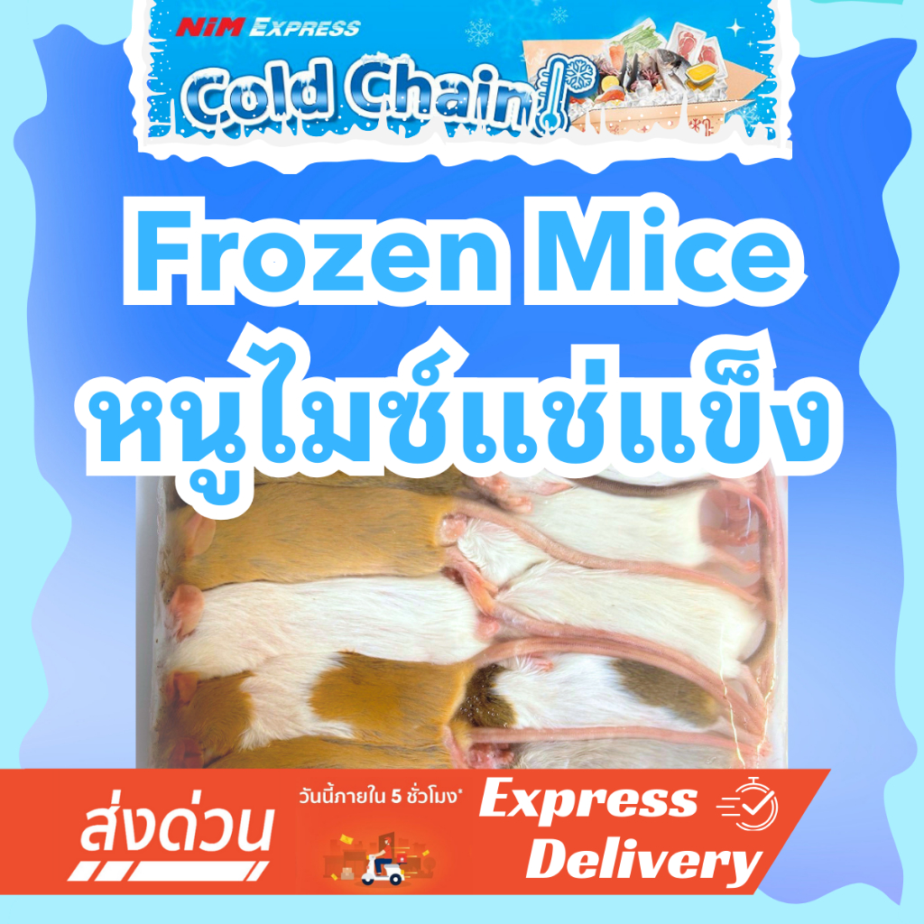 [ส่งด่วน] หนูแช่แข็ง Frozen Mice แพ็ค 10 ตัว อาหารงู กิ้งก่า กบ เหยี่ยว ตุ๊กแก หนูเหยื่อ Exotic Pet