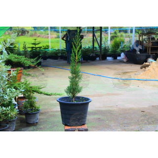 [พร้อมส่ง] ต้นสนดินสอ Italian Cypress, Pencil Pine ความสูง 55 cm เป็นไม้หายาก