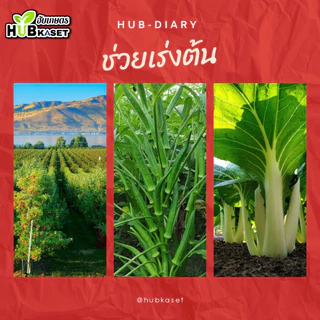 แซดซีแบล็ค 1ลิตร (แมกนีเซียม+แคลเซียม) สูตรเข้มข้น ฟื้นฟูต้น เร่งด่วน แตกรากแตกใบ เร่งเขียว