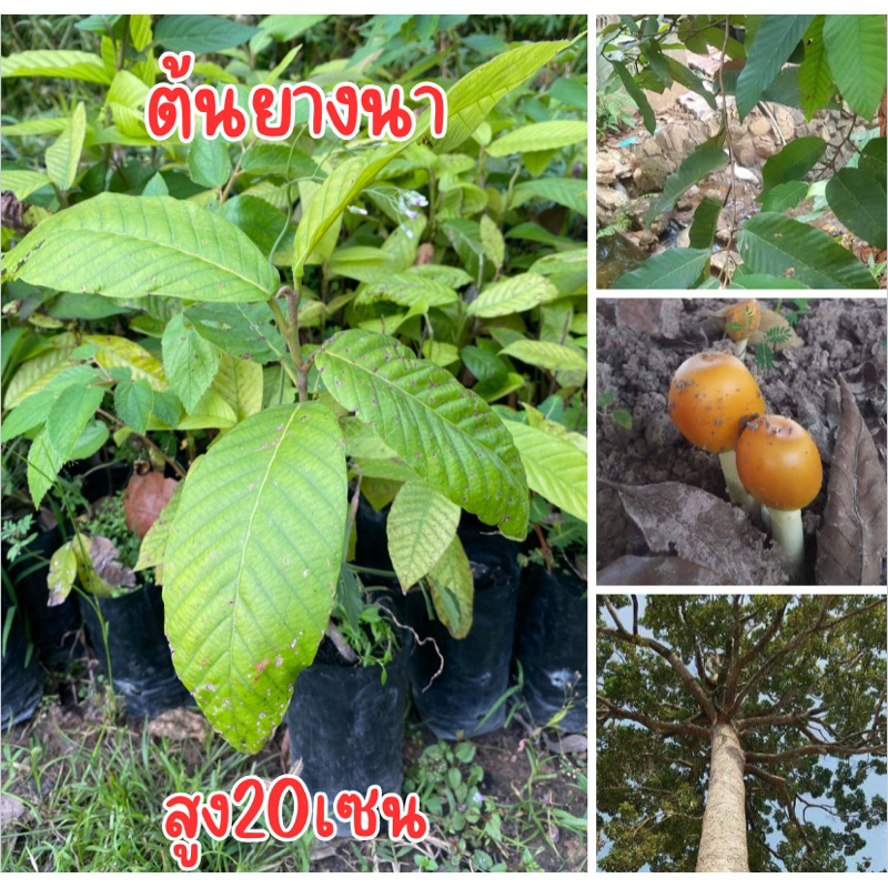 ต้นยางนา สูง20เซน ไม่ราดเชื้อเห็ด พร้อมส่ง พร้อมปลูกครับ