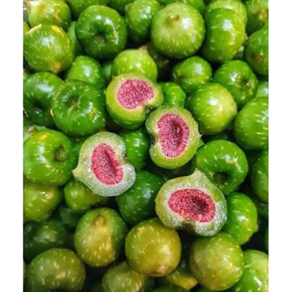 ต้นมะเดื่อฉิ่ง ลูกฉิ่ง ผลดกมาก กรอบอร่อย (สูง 40-60cm) รากแน่น พร้อมปลูก