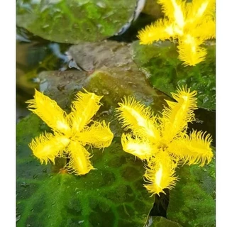 🌼บัวจิ๋วบาร์Yellow🌼สีเหลืองจัดจ้านสายมู.🌼ใบลายสวย🌼ดอกดกตลอดปี🌼เลี้ยงง่ายโตไว🌼สวยเต็มคาราเบล...เลัย🥰🌼🌼🌼