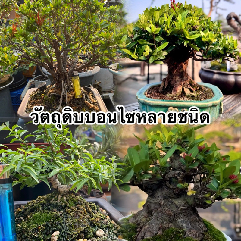 ไม้วัตถุดิบทำบอนไซ🌿หลากหลายชนิด🌸🌲โมกหนูลา เพรมน่า ปอทะเล