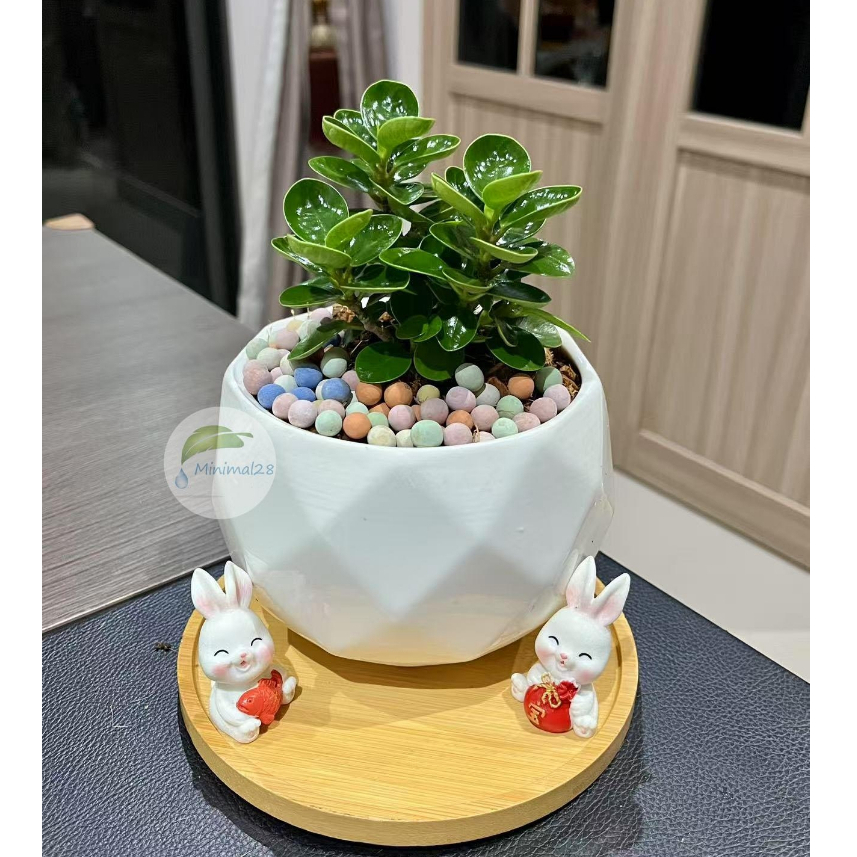 ช้อนเงินช้อนทอง + กระถางเซรามิกขนาด 5 นิ้ว พร้อมถาดรองไม้ + ตุ๊กตาตกแต่ง + เม็ดดินเผา #Minimal28