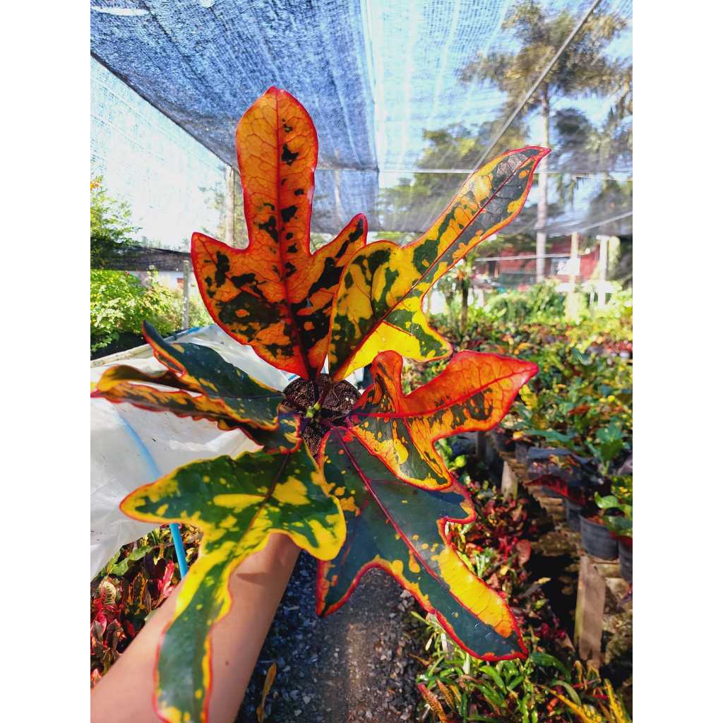 โกสนตรีประกายดาว ไม้สะสม ใบตรี สีสันสดใส