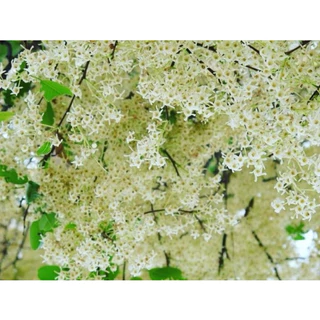 ต้นพะยอมขาว ต้นพยอม เนื้อไม้ดี (สูง 70-90cm) กลิ่นหอมไกล ทนแดด ทนแล้งได้ดี รากแน่น พร้อมปลูก