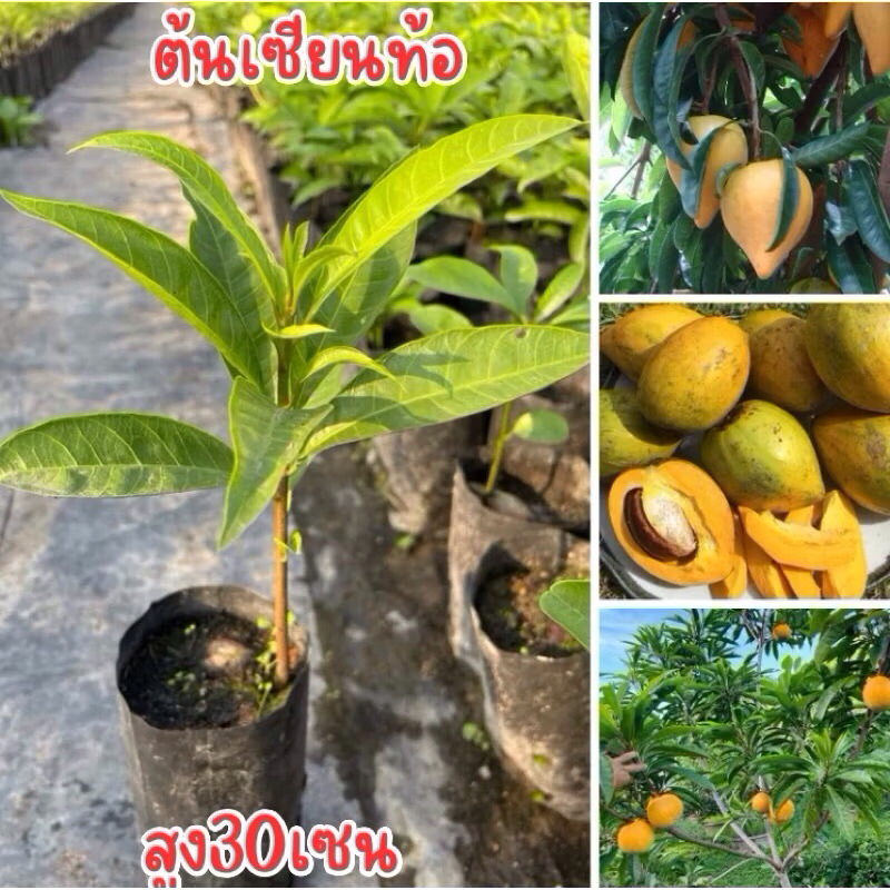 ต้นเซียนท้อ 4ต้น100บาท ต้นสูง30เซน พร้อมส่ง พร้อมปลูก