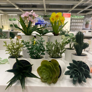 🌸Fejka ไม้ประดิษฐ์ แคตคัส ต้นสน ต้นคริสมาส ตกแต่งโต๊ะทำงาน ร…