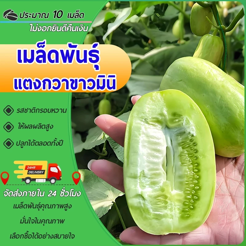 10 เมล็ดเมล็ดพันธุ์แตงกวาขาวมินิเมล็ด แตงกวาขาวมินิ เมล็ดแตงกวาแคระ เมล็ดแตงกวาจิ๋วเมล็ดแตงกวา