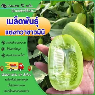 10 เมล็ดเมล็ดพันธุ์แตงกวาขาวมินิเมล็ด แตงกวาขาวมินิ เมล็ดแตงกวาแคระ เมล็ดแตงกวาจิ๋วเมล็ดแตงกวา