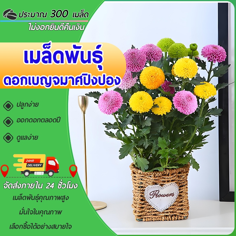 300 เมล็ดเมล็ดพันธุ์ดอกเบญจมาศปิงปอง เมล็ดดอกเบญจมาศ เบญจมาสปิงปองคละสีเบญจมาศหัวปิงปอง ดอกปิงปอง