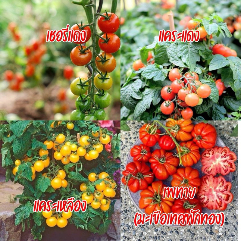 ต้นกล้ามะเขือเทศรวมสายพันธุ์ แคระแดง แคระเหลือง ฟักทอง