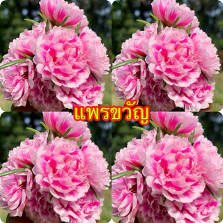แพรเซี่ยงไฮ้ แยกสี10กิ่ง20฿เลือกสีตามใจชอบเลยจ้า