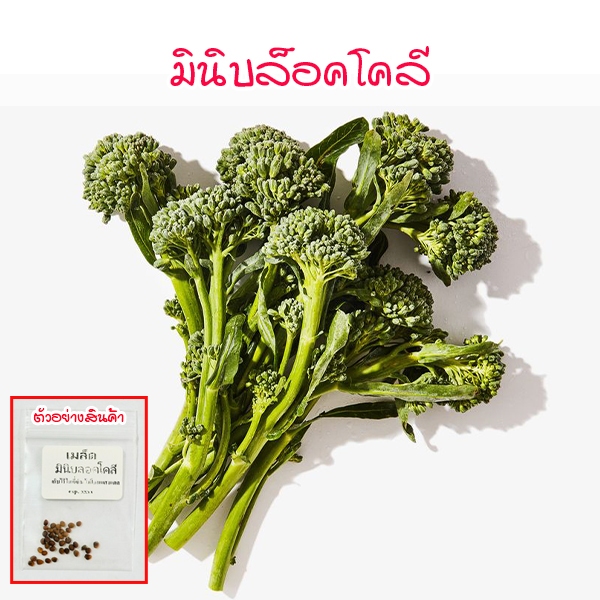 เมล็ดพันธุ์มินิบลอกโคลี 4-10 เมล็ด อัตรางอกดี ปลูกต่อได้ทุกพื้นที่ (ซื้อ 10 แถม 1 คละได้)