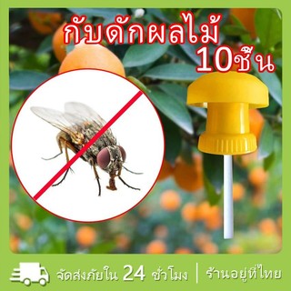5 ชิ้น อุปกรณ์ดักแมลง ดักแมลงวัน ล่อแมลงวันทอง