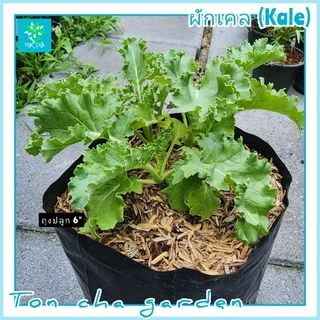 ต้นผักเคล (Kale) หรือ ผักคะน้าใบหยิก ปลูกในถุงเพาะชำ 6 นิ้ว ต้นใหญ่ พร้อมจัดส่ง