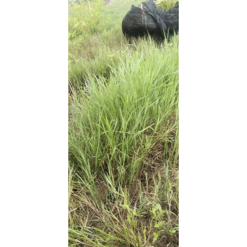 ต้นพันธุ์หญ้าแพงโกล่า 3 กิโลกรัม - รูปที่ 2
