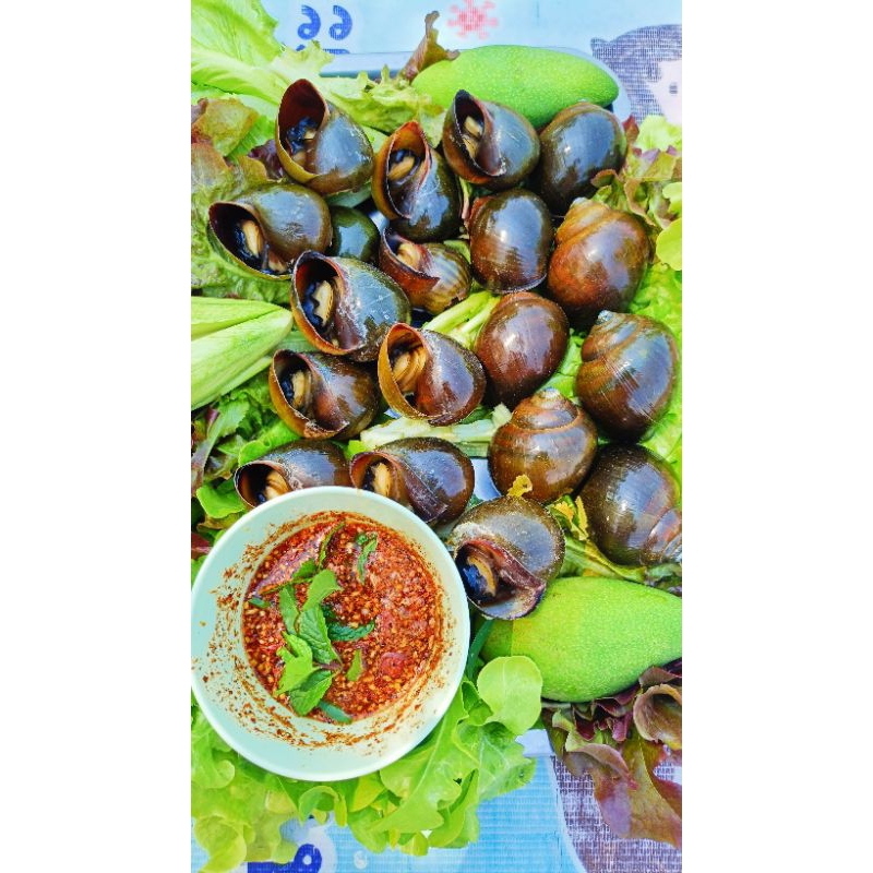 หอยปังคละไซส์1 กิโลกรัม 169 บาท