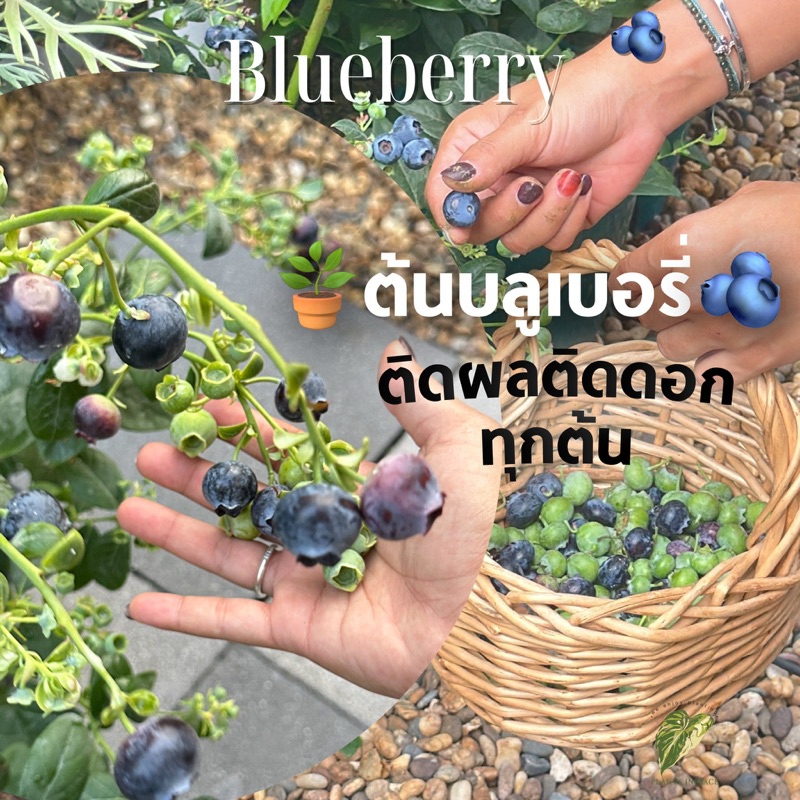 ต้นบลูเบอรี่🫐พร้อมส่ง ส่งพร้อมกระถาง/ติดลูก,ติดดอก