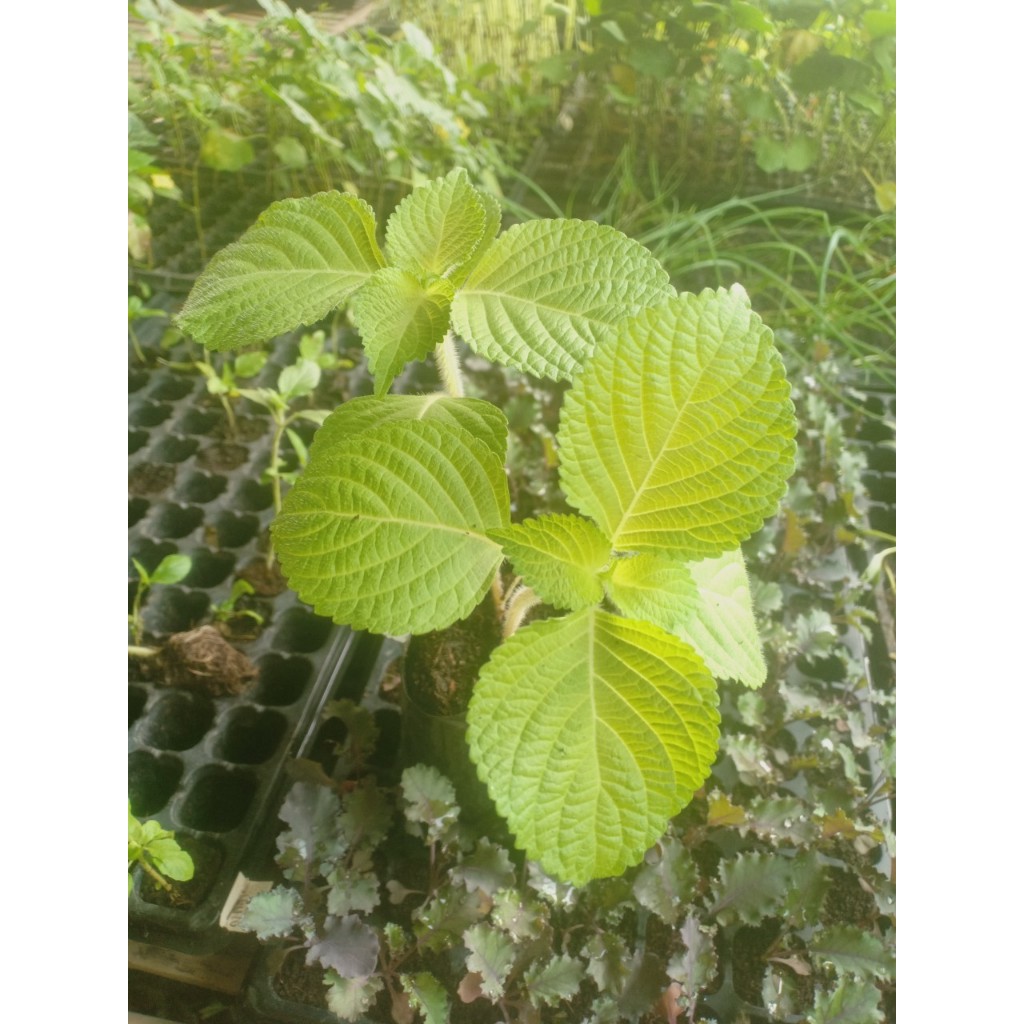 ต้นพันธุ์ ใบงาเขียว ใบชิโซะ (Shiso) ใบงาสีเขียว งาขี้ม้อน งาม้อน ถุงดำละ 29บาท พร้อมปลูก ใบชิโซะ  ปิ้งย่างเกาหลี