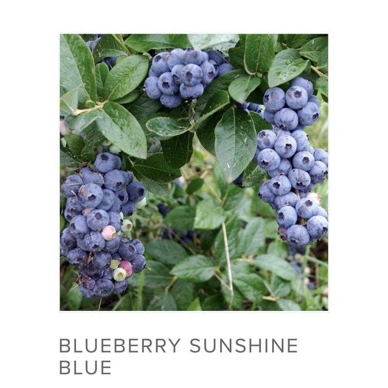 บลูเบอรี่BlueberryV2ต้นติดผล ราคา ถูกที่สุด ดีลบีเคเค แกลเลอรีภาพที่ 6