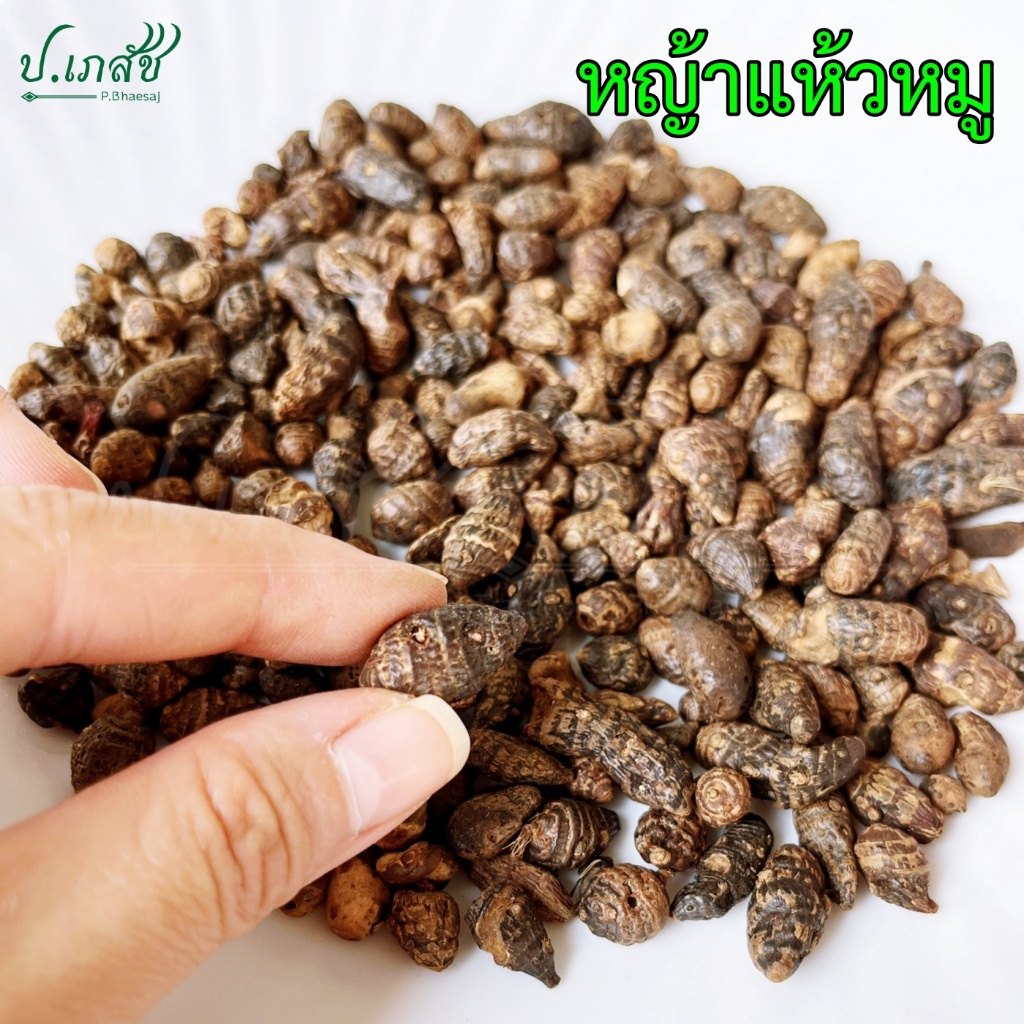 หญ้าแห้วหมู (50 / 100 กรัม) แห้วหมู หัวแห้วหมู หญ้าแห้วหมูแห้ง หญ้าขนหมู Nut grass