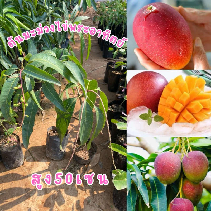 ต้นมะม่วงไข่พระอาทิตย์ แบบเสียบยอด ต้นละ98บาท พันธุ์แท้100% ต้นสวยพร้อมส่ง
