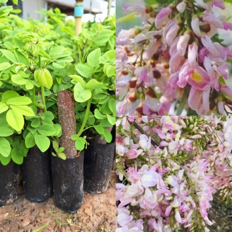 ต้นแคฝรั่งสีชมพู/ชำกิ่ง/ซื้อ 5 แถม 1ถุง/ดอกสีชมพูสวยติดดอกดก ดอกใช้แกงหรือลวกทานน้ำพริกอร่อย