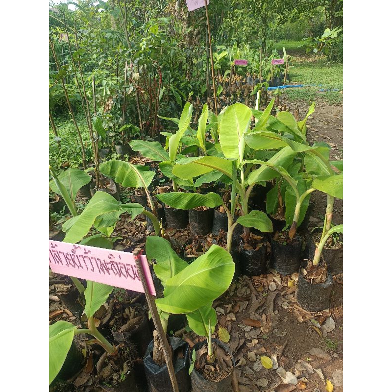 ต้นกล้วยน้ำว้า มะลิอ่อง แพ็ค 10 ต้น สูง 60-80  c.m.
