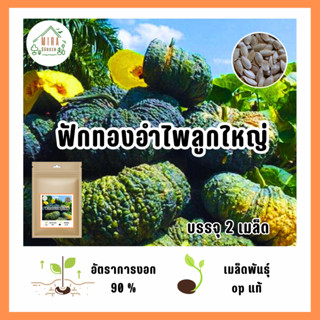 เมล็ดฟักทองอำไพลูกใหญ่ 2 เมล็ด