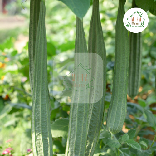 เมล็ดพันธุ์บวบเหลี่ยม 20 เมล็ด - รูปที่ 4