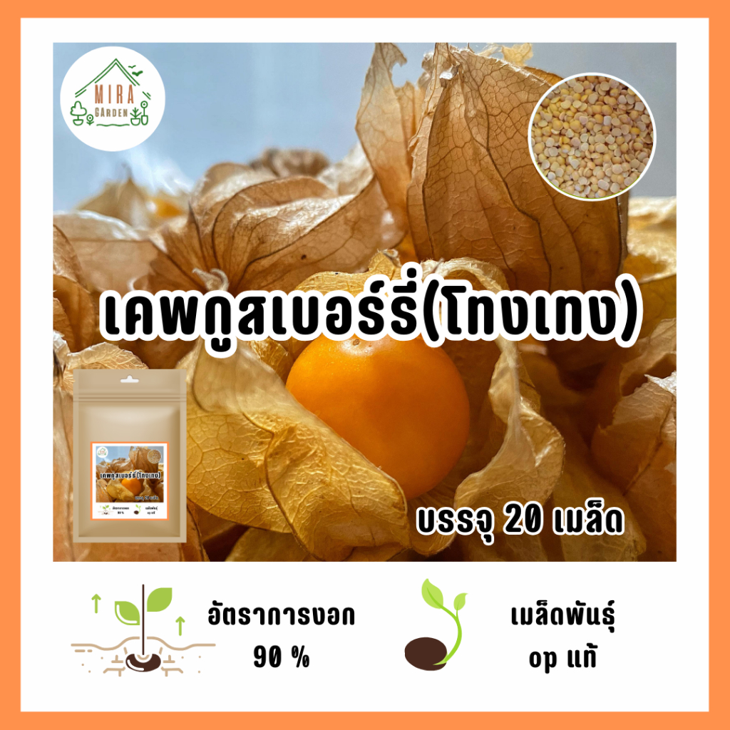 เมล็ดพันธุ์เคพกูสเบอร์รี่หรือโทงเทงฝรั่ง 20 เมล็ด