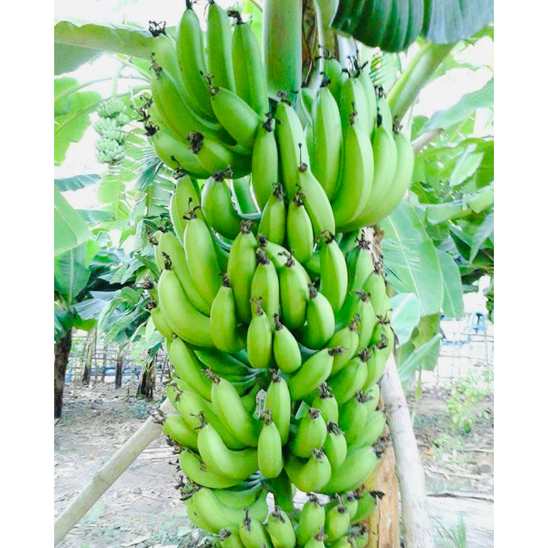 ต้น🍌กล้วยหอมต้นเตี้ย กล้วยหอมทอง โบราณ🌴รสชาติ หวานหอม มันอร่อย