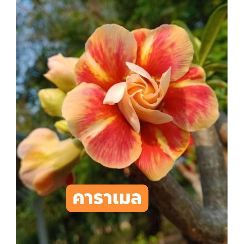 ชวนชม ##ดอกสีคาราเมล##จัดส่งแบบถอดกระถางต้นแข็มแรงทุกต้น