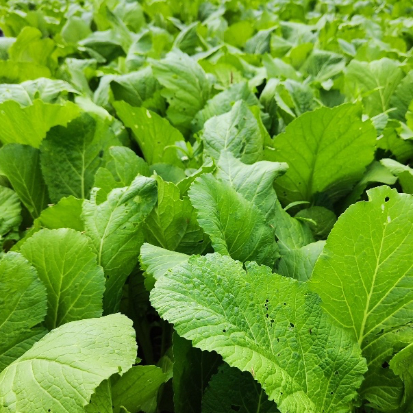 ซุปเปอร์กรีนฟิลด์🍀ขนาด 100 กรัม☘️ฟื้นต้นพืชโทรม เพิ่มรากฝอย เพิ่มอัตราการงอกของเมล็ด แก้ข้าวโทรม - รูปที่ 2