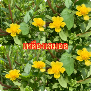 คุณนายแหวนเพชรเลือกสีได้ตามชอบเลยจ้า 10กิ่ง 20฿🌺🌺🌺