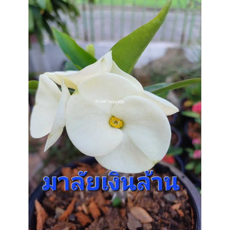 โป๊ยเซียน "มาลัยเงินล้าน" ชำกิ่งในกระถาง 2 นิ้วมีรากแล้วพร้อมย้ายกระถางได้เลย