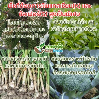 ปุ๋ย SOP 0-0-50 +S17 300G/1KG ⭐โพแทสเซียม(K) +⭐ซัลเฟอร์(S) = สูตรลับผลผลิตปัง!