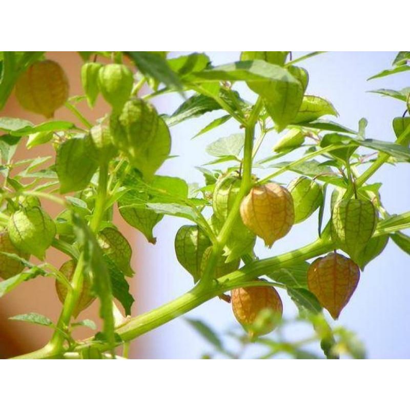 ต้นพันธุ์ โทงเทงฝรั่ง สีแดง พร้อมปลูกในถุงดำ 29บาท เคพกูสเบอรี่ Red Cape Gooseberry  เคปกูสเบอร์รี่
