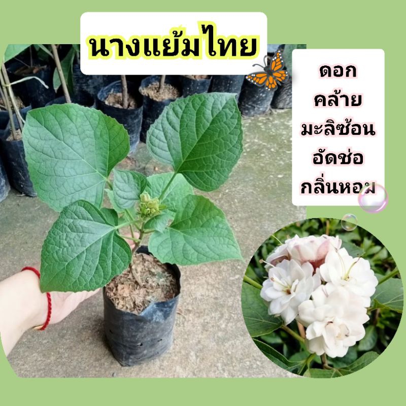 ต้นนางแย้ม​ไทย🌸ไม้ดอกหอมช่อดอกใหญ่🦋แบบชำกิ่งถุง6นิ้วต้นชุดนี้สูง35-40ซม.ต้นแข็งแรง