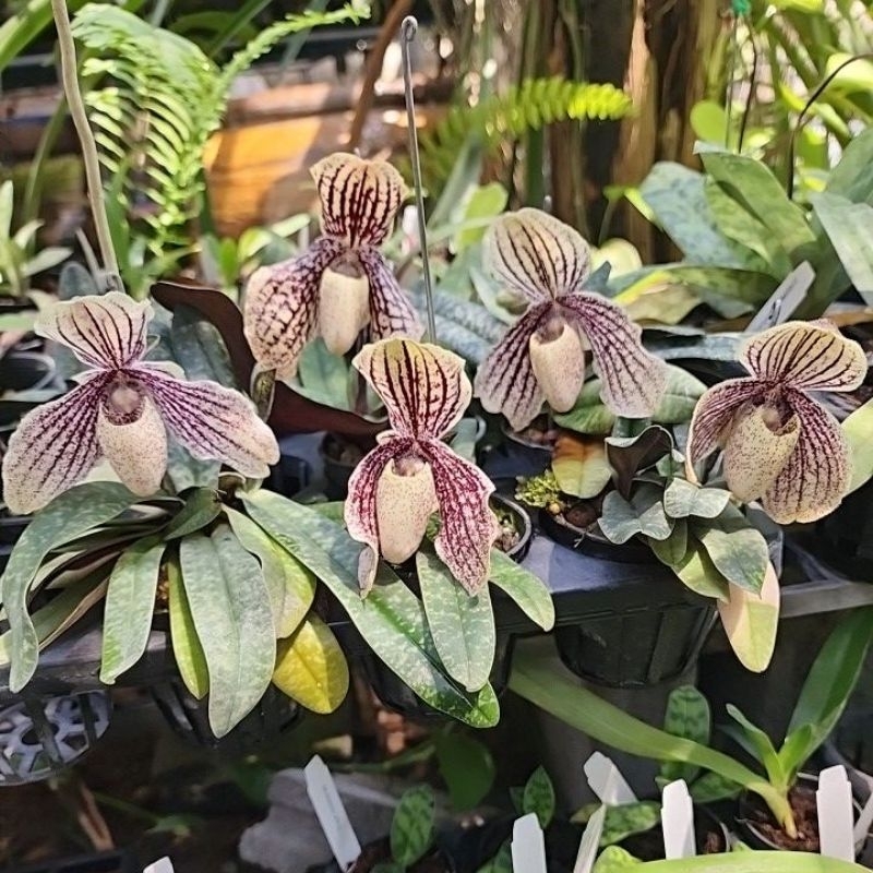 Paphiopedilum myanmaricum รองเท้านารีแดงสิงขร หรือ รองเท้านารีศรีเมียนมา (2017)