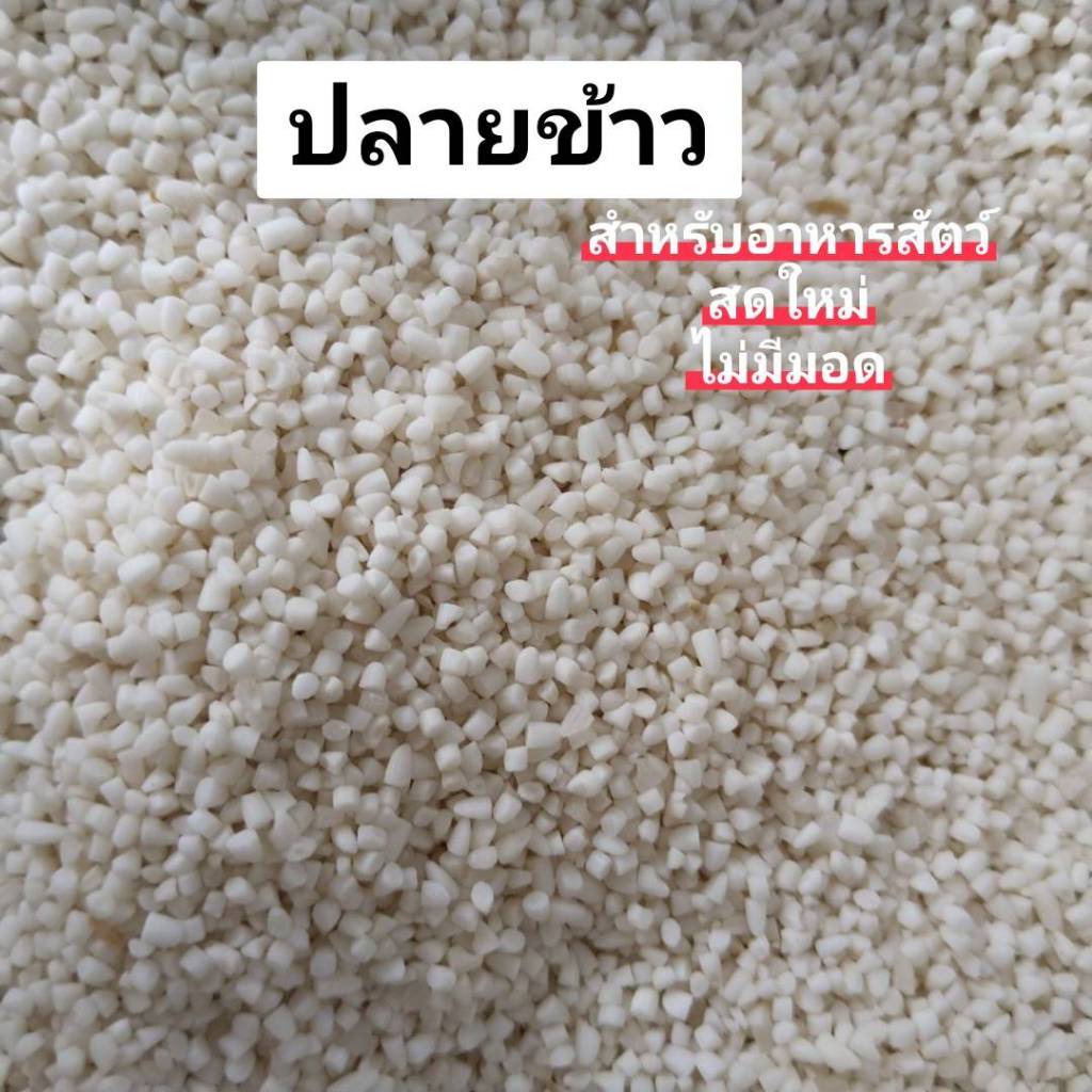 ปลายข้าว 3กิโลข้าวปลายหักสำหรับสัตว์ ปลายข้าวสดใหม่ไม่มอด
