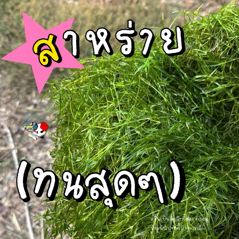 Guppy Grass – สาหร่ายเพิ่มออกซิเจน เลี้ยงง่าย โตไว